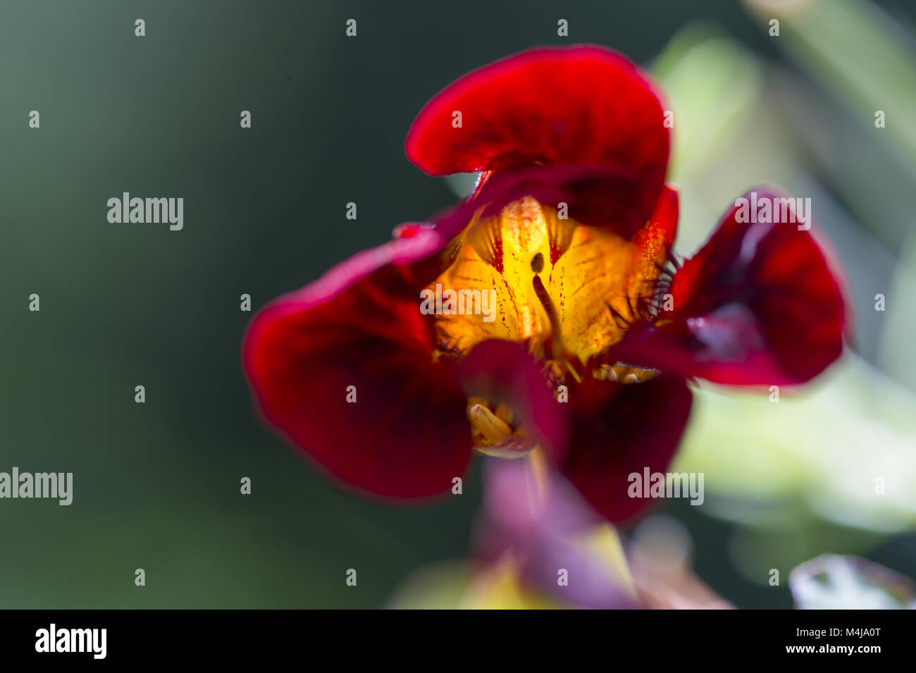 Rote Blüten der Kapuzinerkresse Stockfoto