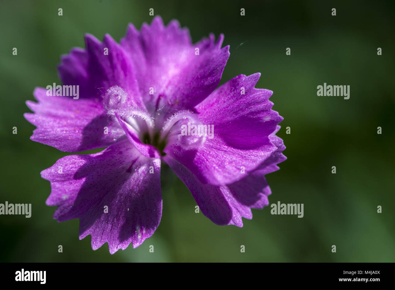 Feder Nelke (Dianthus plumarius) Stockfoto