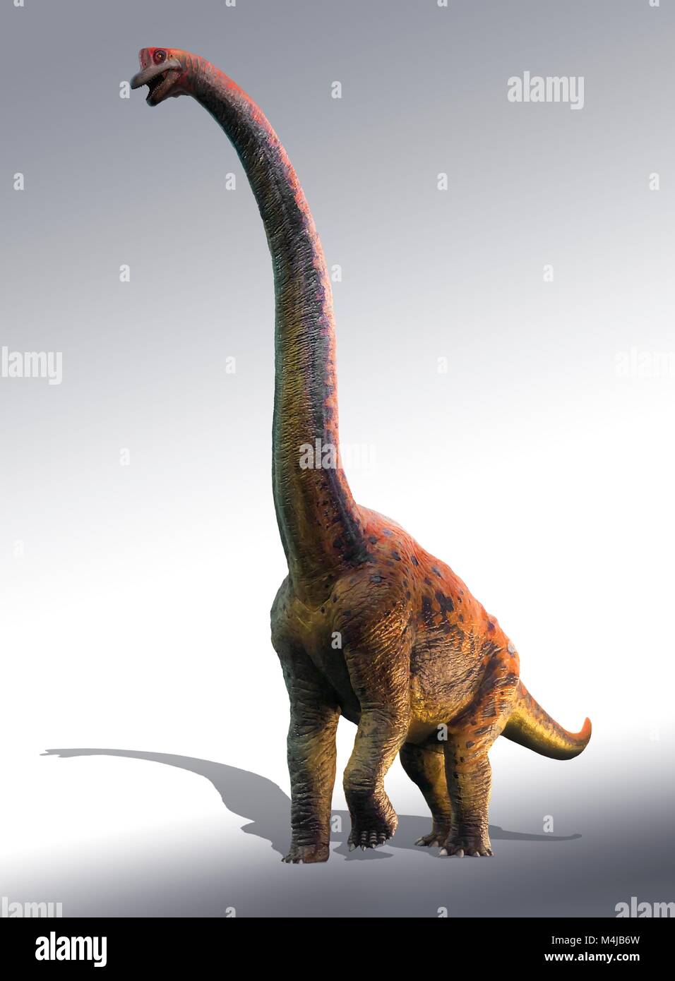 Abbildung: giraffatitan Dinosaurier. Giraffatitan vorher gedacht wurde, um eine Art der Brachiosaurus brancai zu (B.) ist jetzt aber gedacht, um eine eigene Gattung zu gehören. Diese Tiere wurden sauropods, vierbeinige, Pflanzen fressenden Dinosaurier aus der Kreidezeit. Sie erreicht eine Länge von etwa 26 Metern und bis zu 40 Tonnen wog. Die Skelette von Brachiosaurus und Giraffatitan, obwohl aus verschiedenen Kontinenten (Amerika und Afrika) fast für das ungeschulte Auge sehen identisch aus, also dieses Bild darstellen könnte entweder Tier. Stockfoto Abbildung: giraffatitan Dinosaurier. Giraffatitan vorher gedacht wurde, um eine Art der Brachiosaurus brancai zu (B.) ist jetzt aber gedacht, um eine eigene Gattung zu gehören. Diese Tiere wurden sauropods, vierbeinige, Pflanzen fressenden Dinosaurier aus der Kreidezeit. Sie erreicht eine Länge von etwa 26 Metern und bis zu 40 Tonnen wog. Die Skelette von Brachiosaurus und Giraffatitan, obwohl aus verschiedenen Kontinenten (Amerika und Afrika) fast für das ungeschulte Auge sehen identisch aus, also dieses Bild darstellen könnte entweder Tier. Stockfoto