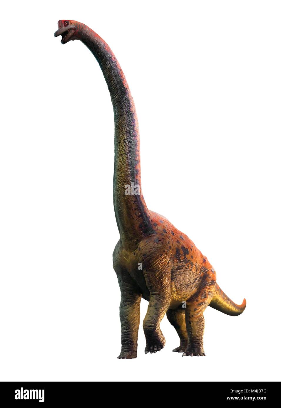 Abbildung: giraffatitan Dinosaurier. Giraffatitan vorher gedacht wurde, um eine Art der Brachiosaurus brancai zu (B.) ist jetzt aber gedacht, um eine eigene Gattung zu gehören. Diese Tiere wurden sauropods, vierbeinige, Pflanzen fressenden Dinosaurier aus der Kreidezeit. Sie erreicht eine Länge von etwa 26 Metern und bis zu 40 Tonnen wog. Die Skelette von Brachiosaurus und Giraffatitan, obwohl aus verschiedenen Kontinenten (Amerika und Afrika) fast für das ungeschulte Auge sehen identisch aus, also dieses Bild darstellen könnte entweder Tier. Stockfoto