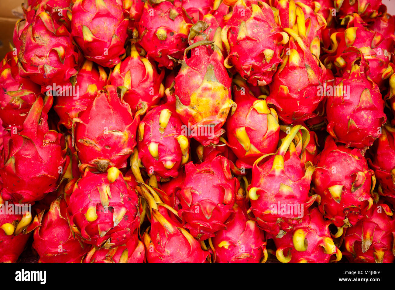 Frisch geerntete pitaya (pitahaya oder Drachenfrucht) Kaktus Frucht auf einer Straße zum Verkauf an Urumchi, Uigurischen Autonomen Region Xinjiang China Abschaltdruck Stockfoto