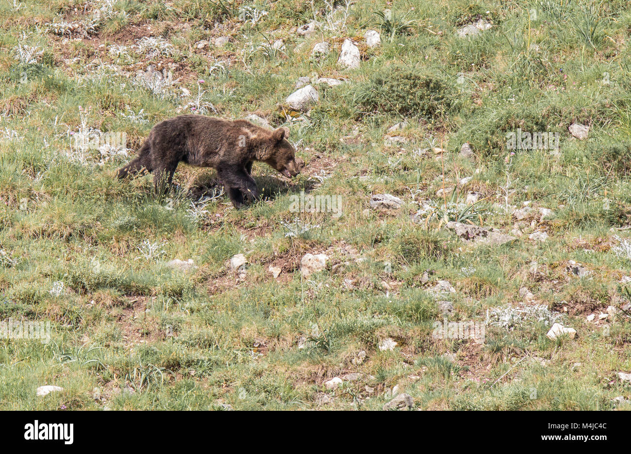 Brauner Bär im Asturischen landet, absteigend den Berg auf der Suche nach foodThe Braunbär (Ursus arctos) ist eine Pflanzenart aus der Gattung der Fleisch fressende SÄUGETIER der Ursidae Stockfoto