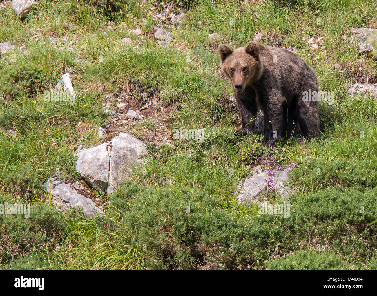 Brauner Bär im Asturischen landet, absteigend den Berg auf der Suche nach foodThe Braunbär (Ursus arctos) ist eine Pflanzenart aus der Gattung der Fleisch fressende SÄUGETIER der Ursidae Stockfoto