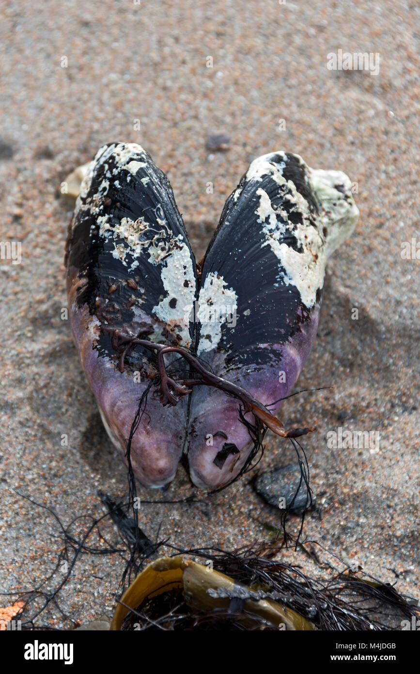 Große Seepocken wächst auf einem leeren Pferd Mussel shell bis auf den Strand gespült, Seal Harbor, Maine. Stockfoto