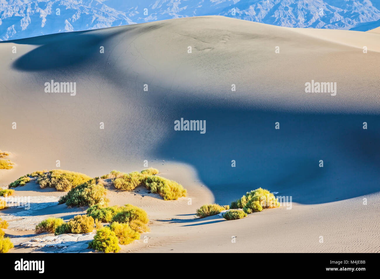 Die sanften Rundungen der gelben Sanddünen Stockfoto