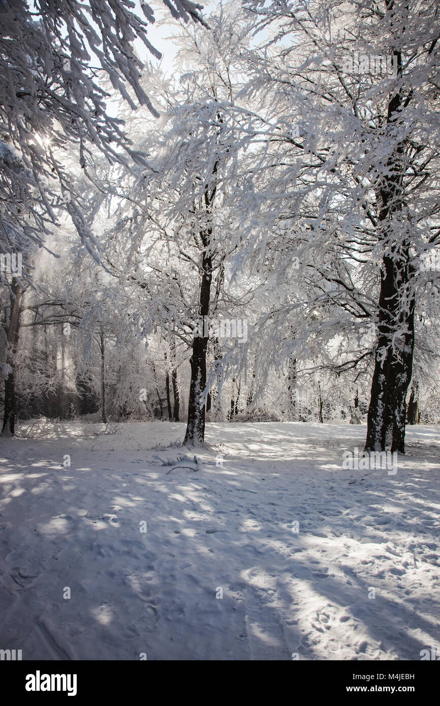 Waldlichtung, bedeckt mit Schnee Stockfoto