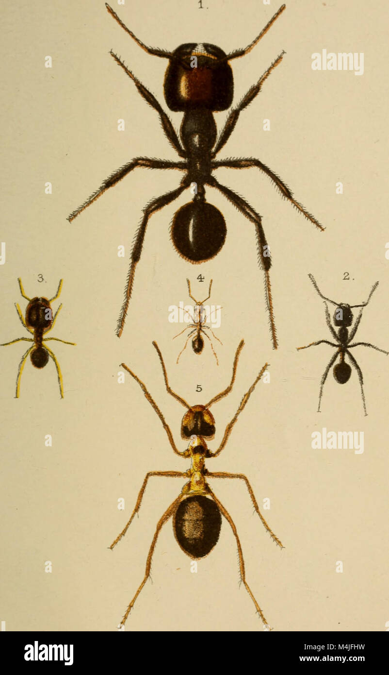 Ameisen, Bienen und Wespen. Eine Aufzeichnung der Beobachtungen auf die Gewohnheiten der sozialen Hymenopteren (1890) (19749463801) Stockfoto