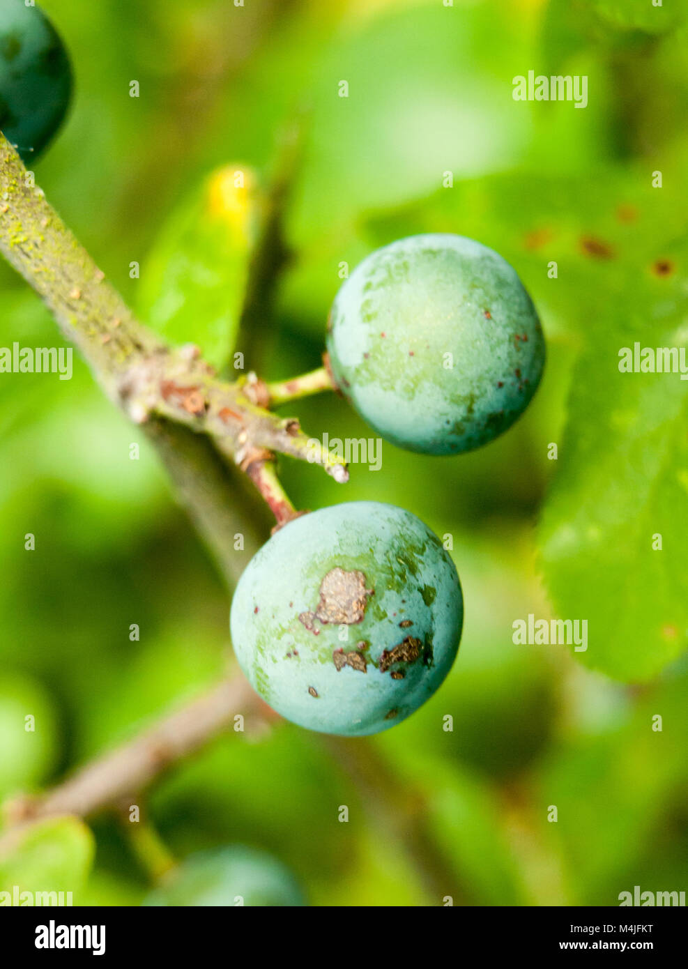 Schöne kleine Beeren ausserhalb baumelnd auf einem Baum Stockfoto