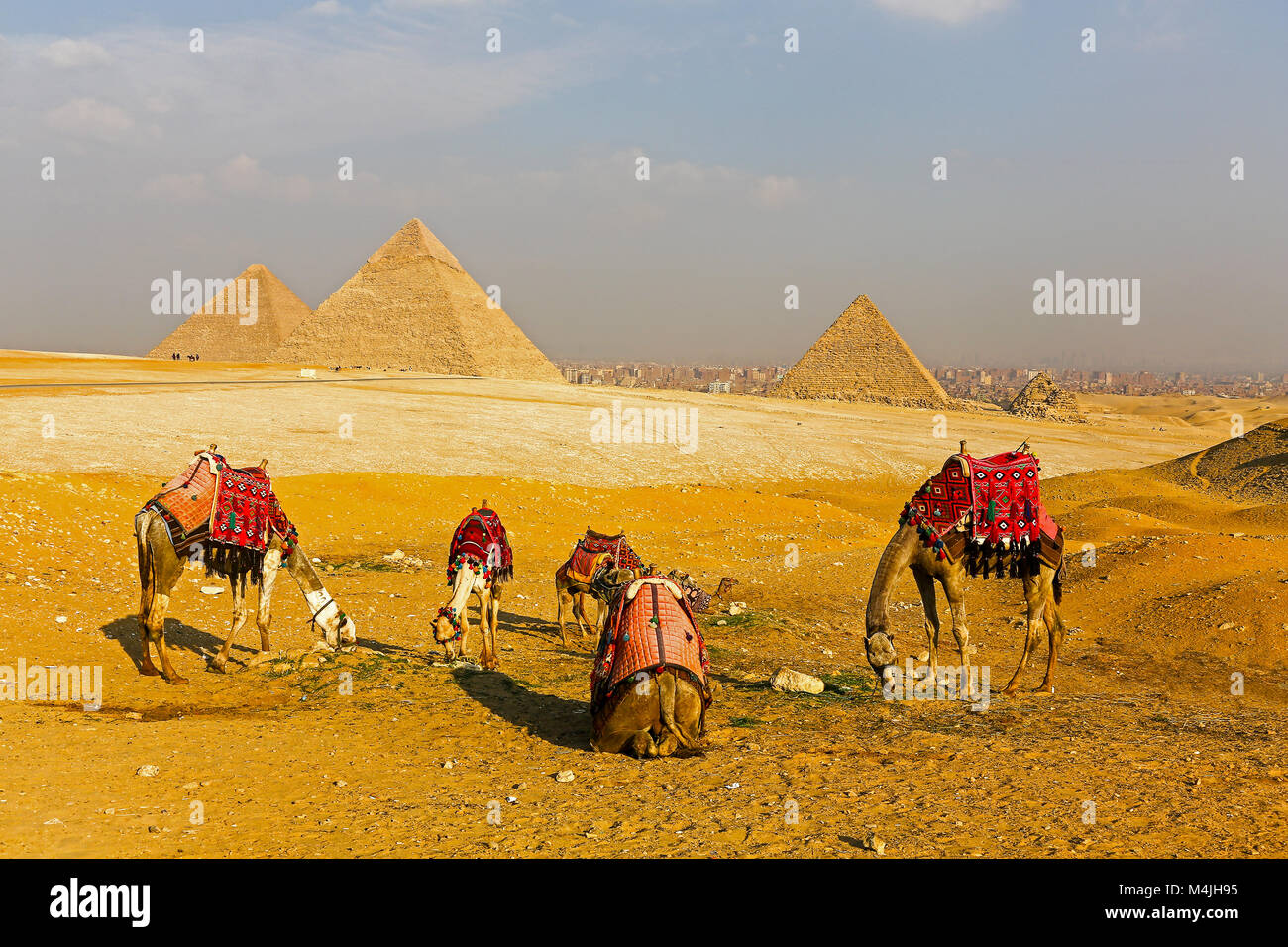 Kamele vor der Großen Pyramide von Gizeh oder Pyramide des Cheops, Pyramide von Cheopshe und die Pyramide des Menkaure, Pyramiden, Giza, Ägypten, Nordafrika Stockfoto