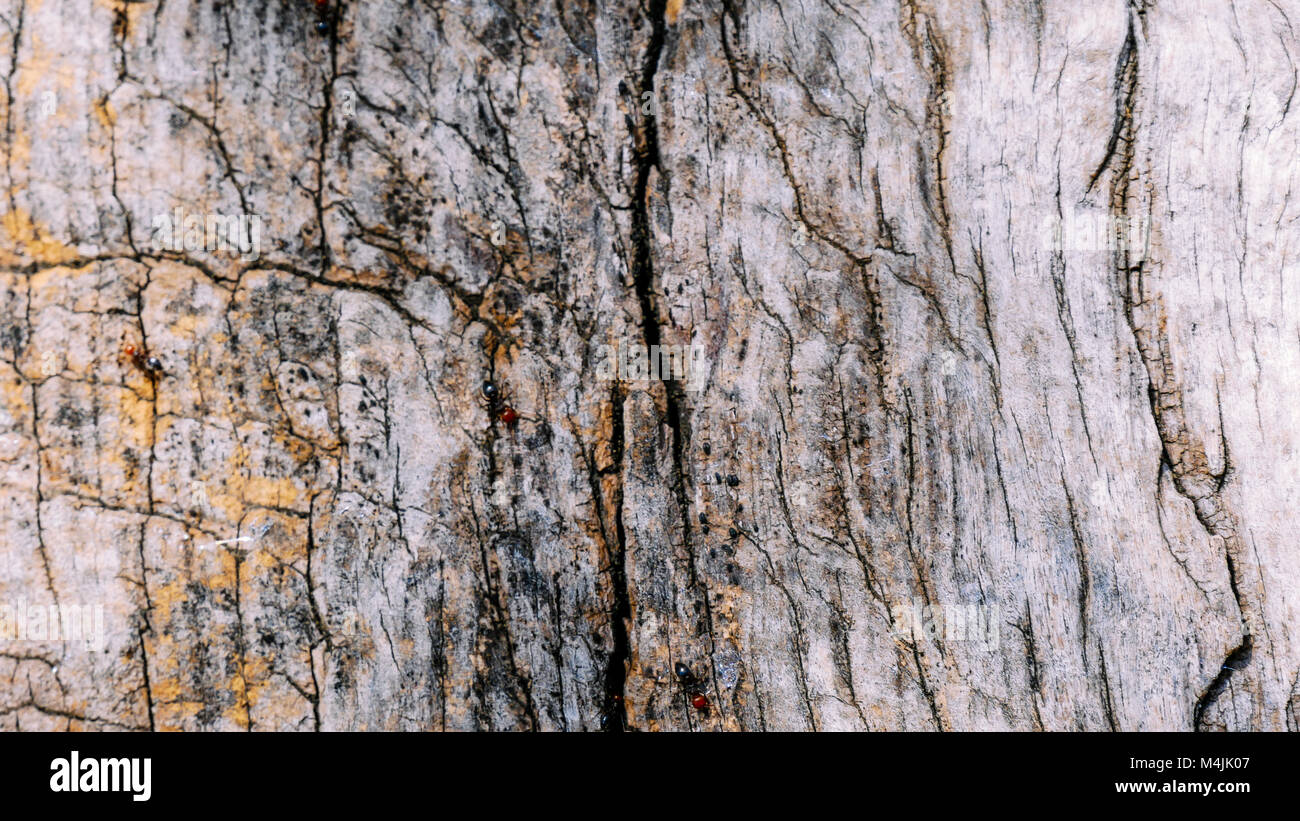 Ameisen mit seinem roten Kopf zu Fuß auf der Rinde von einem Olivenbaum  Stockfotografie - Alamy