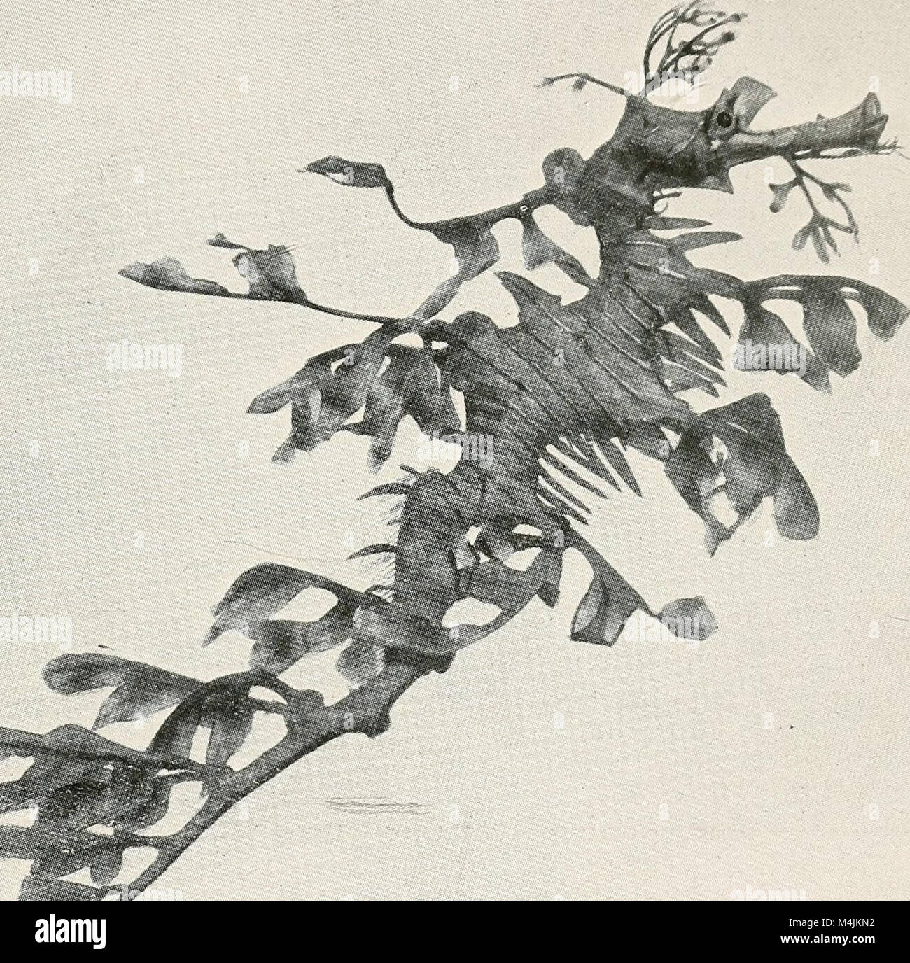 Diese Publikation aus dem Jahr 1920 beschäftigt sich mit den verschiedenen Formen der aquatischen Lebensweise, einschließlich Meeres- und Süßwasserarten, ihren Lebensräumen und ökologischen Rollen in aquatischen Ökosystemen. Stockfoto