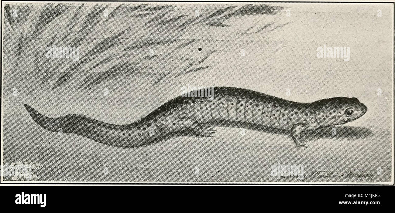 Die 1920 erschienene Publikation über aquatische Lebewesen untersucht die Vielfalt der Meeres- und Süßwasserorganismen, ihre Ökosysteme und das ökologische Gleichgewicht in aquatischen Umgebungen und trägt zu frühen Studien der aquatischen Biologie bei. Stockfoto
