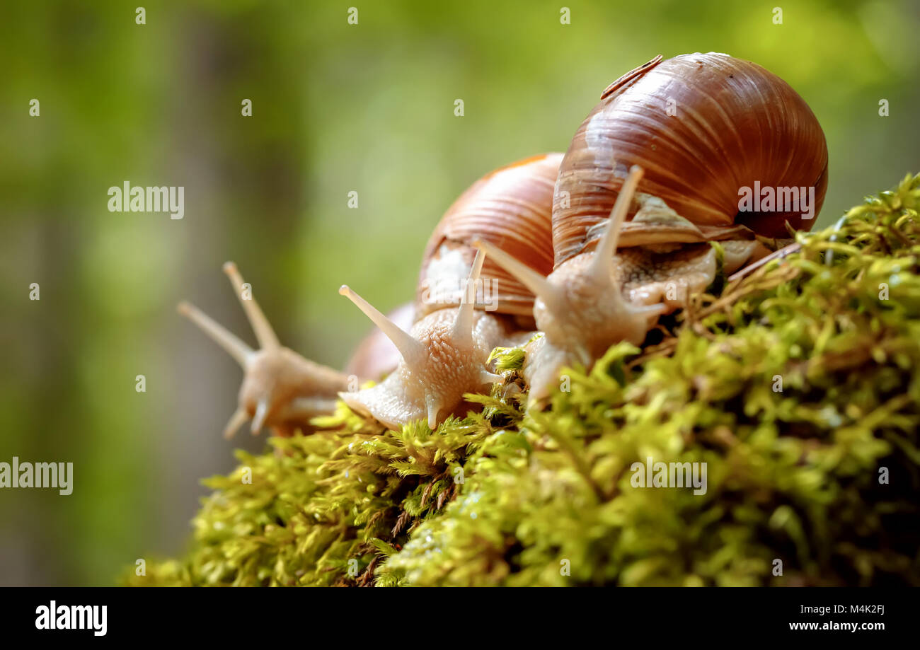 Helix pomatia auch römische Schnecke, Weinbergschnecken, weinbergschnecke oder Escargot, ist eine Pflanzenart aus der Gattung der Großen, Essbar, Atemluft- land Schnecke, eine terrestrische Pulmo Stockfoto