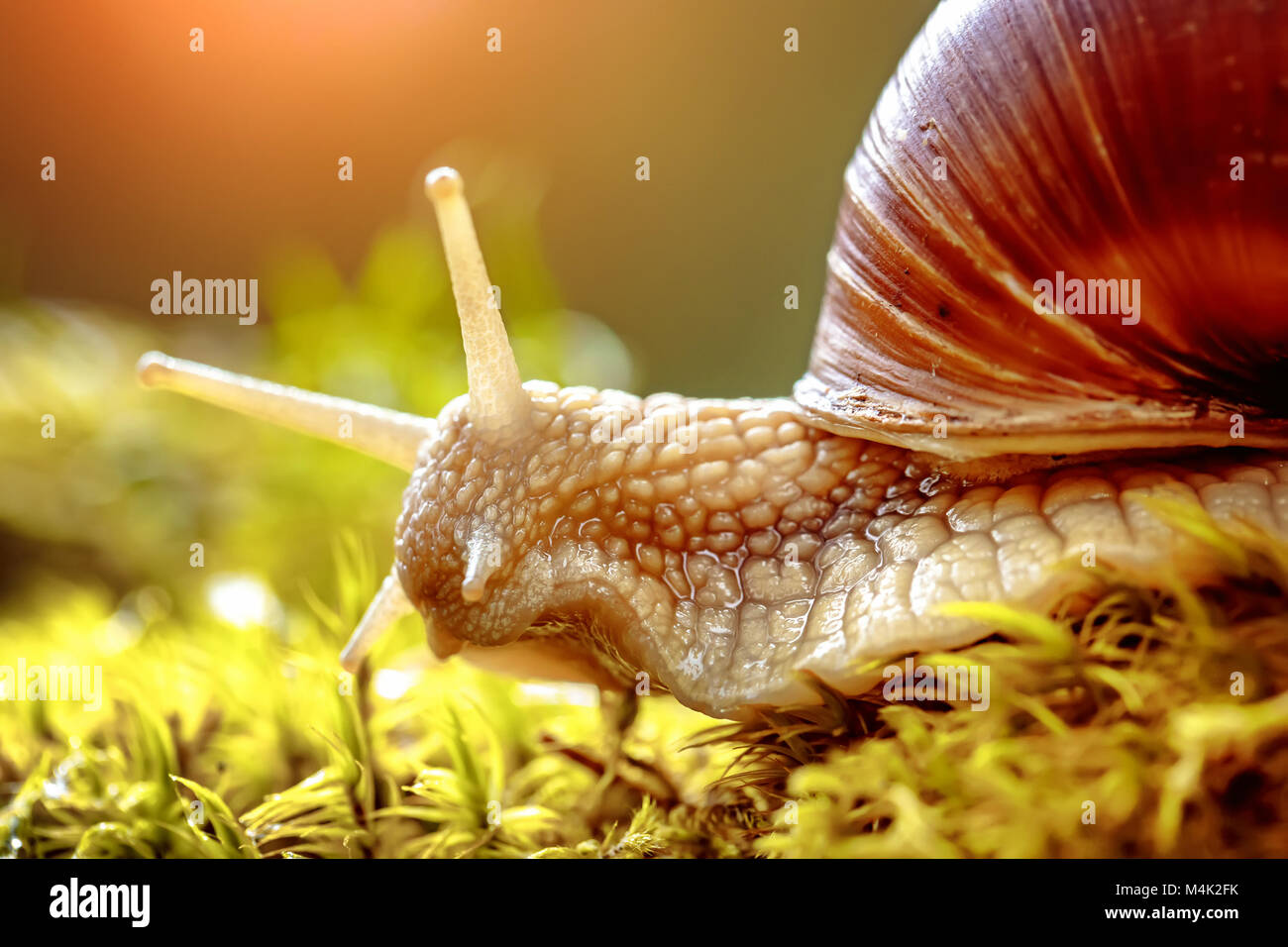 Helix pomatia auch römische Schnecke, Weinbergschnecken, weinbergschnecke oder Escargot, ist eine Pflanzenart aus der Gattung der Großen, Essbar, Atemluft- land Schnecke, eine terrestrische Pulmo Stockfoto