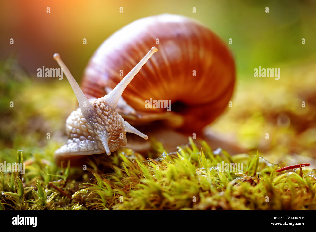 Helix pomatia auch römische Schnecke, Weinbergschnecken, weinbergschnecke oder Escargot, ist eine Pflanzenart aus der Gattung der Großen, Essbar, Atemluft- land Schnecke, eine terrestrische Pulmo Stockfoto