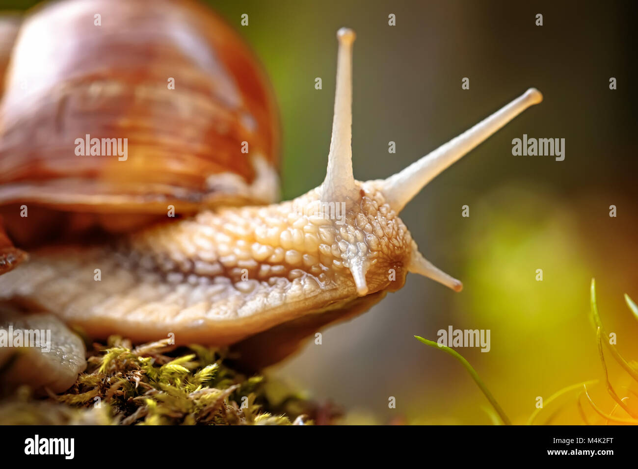 Helix pomatia auch römische Schnecke, Weinbergschnecken, weinbergschnecke oder Escargot, ist eine Pflanzenart aus der Gattung der Großen, Essbar, Atemluft- land Schnecke, eine terrestrische Pulmo Stockfoto