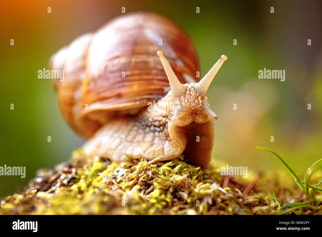 Helix pomatia auch römische Schnecke, Weinbergschnecken, weinbergschnecke oder Escargot, ist eine Pflanzenart aus der Gattung der Großen, Essbar, Atemluft- land Schnecke, eine terrestrische Pulmo Stockfoto
