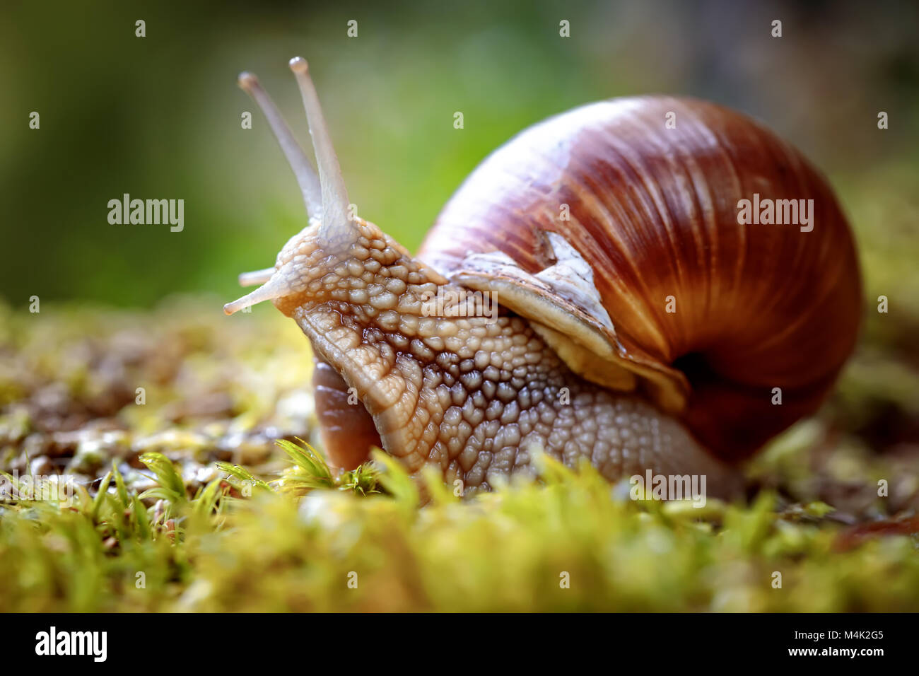 Helix pomatia auch römische Schnecke, Weinbergschnecken, weinbergschnecke oder Escargot, ist eine Pflanzenart aus der Gattung der Großen, Essbar, Atemluft- land Schnecke, eine terrestrische Pulmo Stockfoto