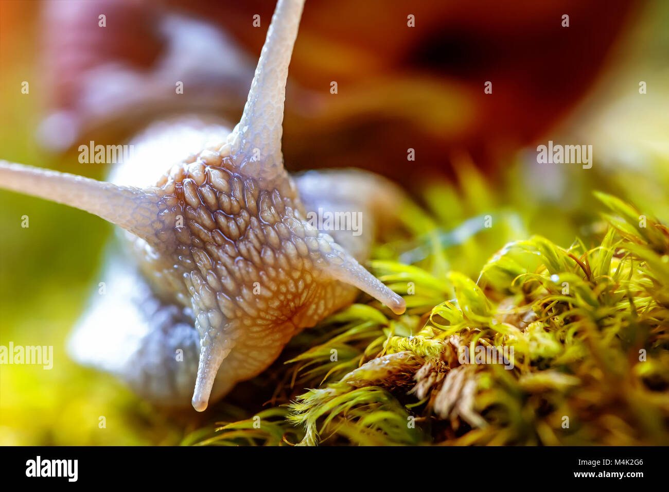 Helix pomatia auch römische Schnecke, Weinbergschnecken, weinbergschnecke oder Escargot, ist eine Pflanzenart aus der Gattung der Großen, Essbar, Atemluft- land Schnecke, eine terrestrische Pulmo Stockfoto