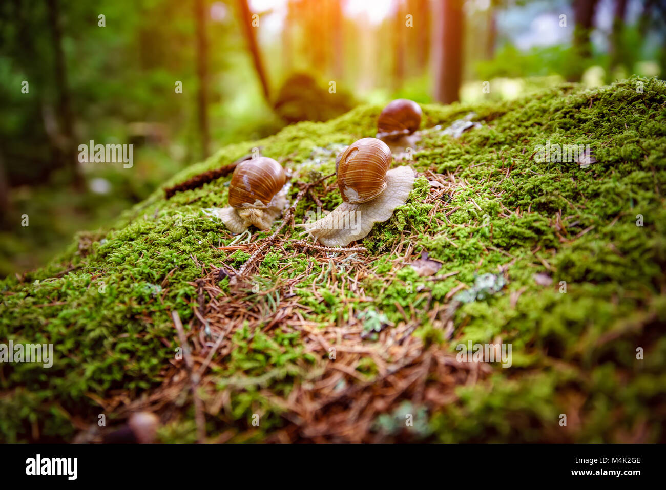 Helix pomatia auch römische Schnecke, Weinbergschnecken, weinbergschnecke oder Escargot, ist eine Pflanzenart aus der Gattung der Großen, Essbar, Atemluft- land Schnecke, eine terrestrische Pulmo Stockfoto
