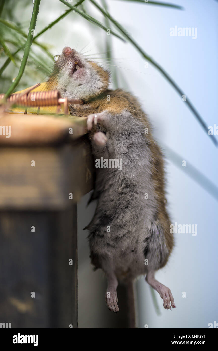 Eine tote Maus hängt in der Mausefalle. Stockfoto
