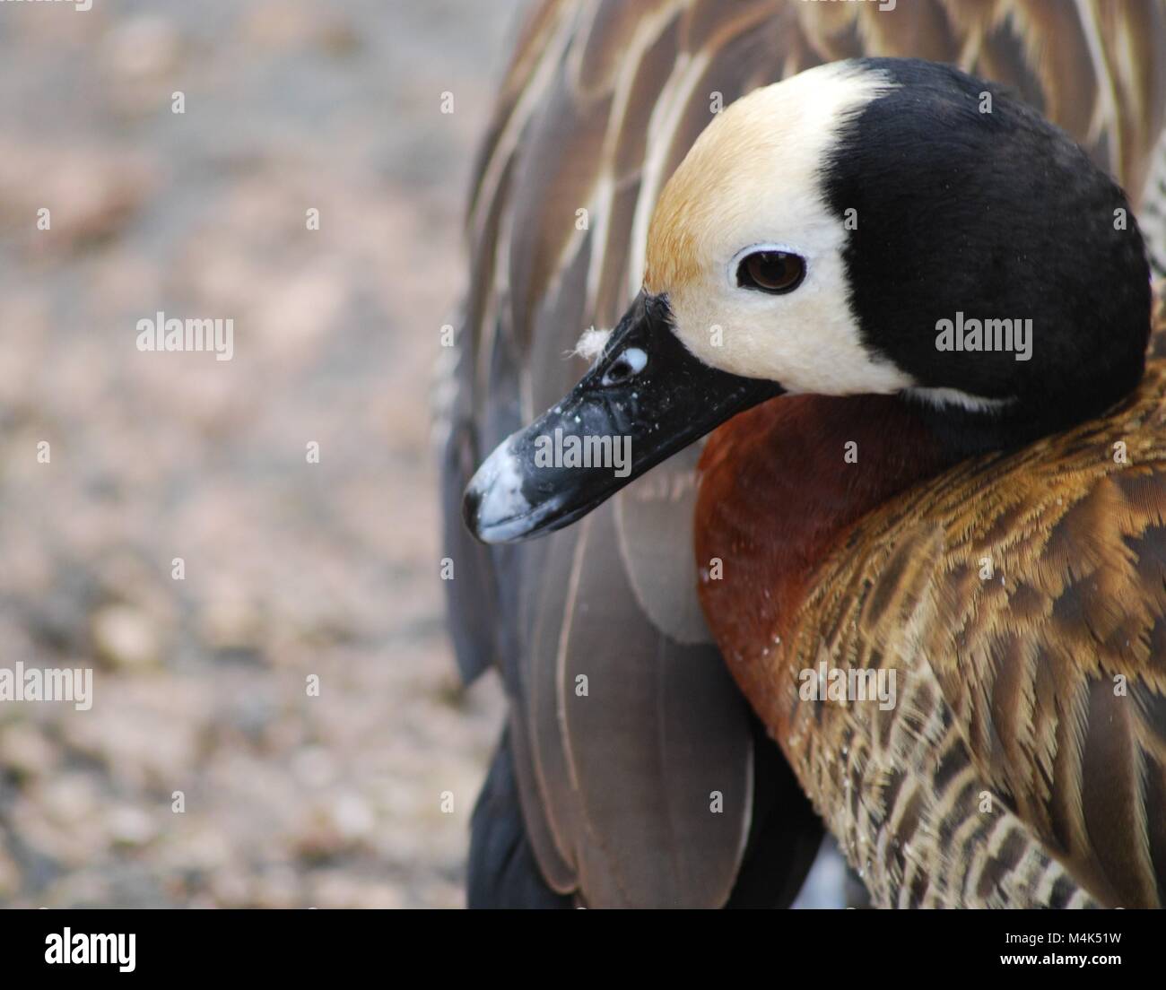 Weiß konfrontiert Pfeifen ente Seitenansicht in Ruhestellung Stockfoto