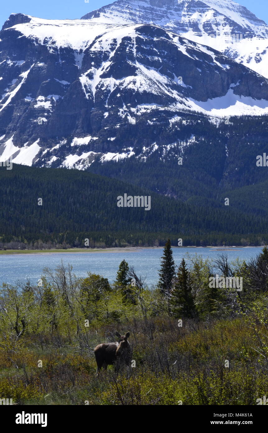 Eine junge Kuh, Elch, steht und beobachten, mit einem malerischen Hintergrund der schneebedeckten Berge und den See im Hintergrund Stockfoto