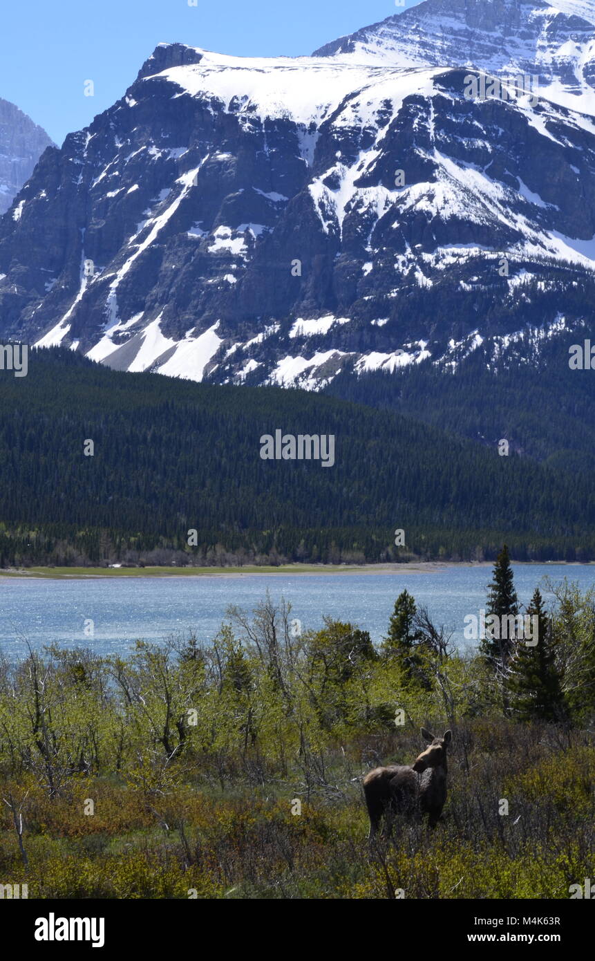 Eine junge Kuh, Elch, steht und beobachten, mit einem malerischen Hintergrund der schneebedeckten Berge und den See im Hintergrund Stockfoto