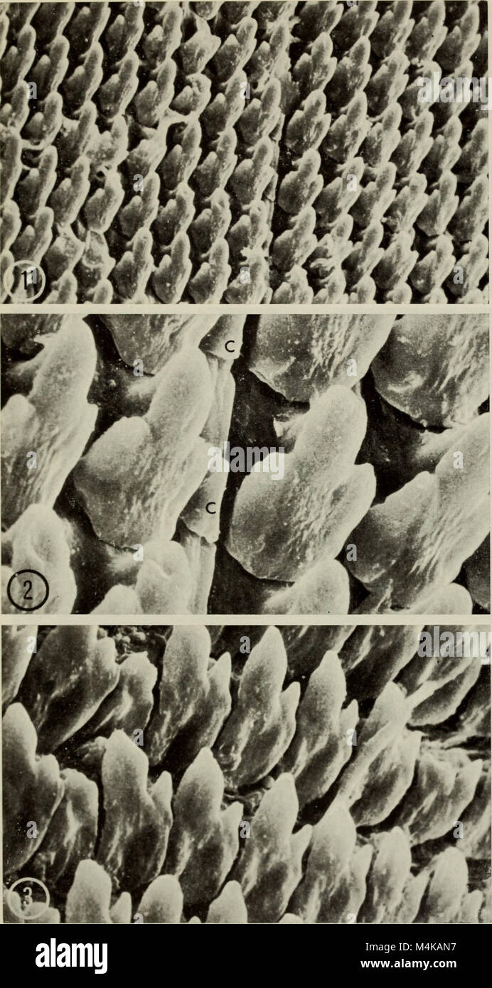 Die Annali del Museo Civico di Storia Naturale Giacomo Doria (1970) ist eine wissenschaftliche Zeitschrift des Giacomo Doria Museums in Italien, die sich mit naturhistorischen Forschungen einschließlich Biologie, Zoologie und Paläontologie befasst. Stockfoto
