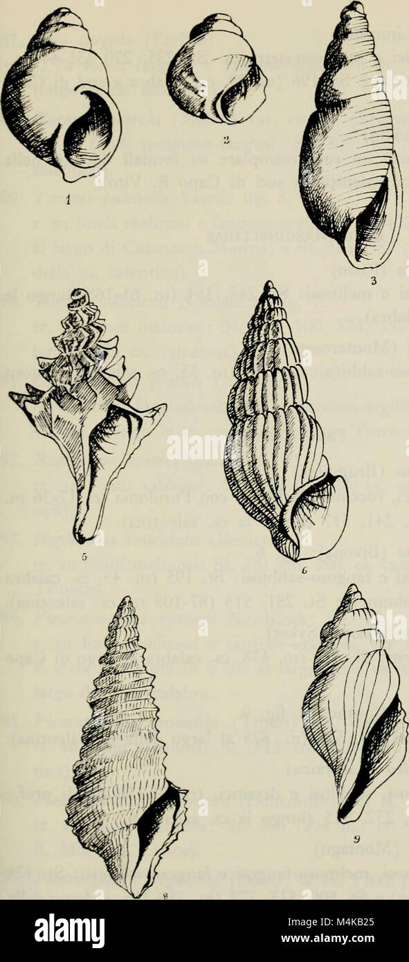 Annali del Museo Civico di Storia Naturale Giacomo Doria (1970) (18383843236) Stockfoto