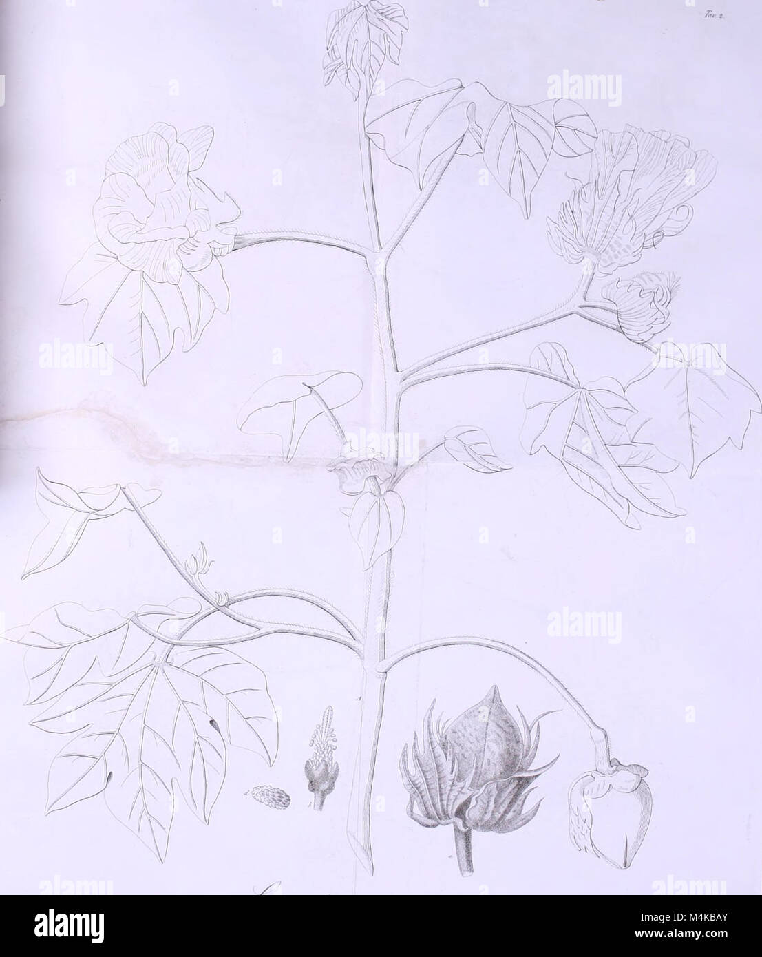 Atti del Reale Istituto d'Incoraggiamento alle Regional Naturali di Napoli (1840 - 1847) (20160849100) Stockfoto