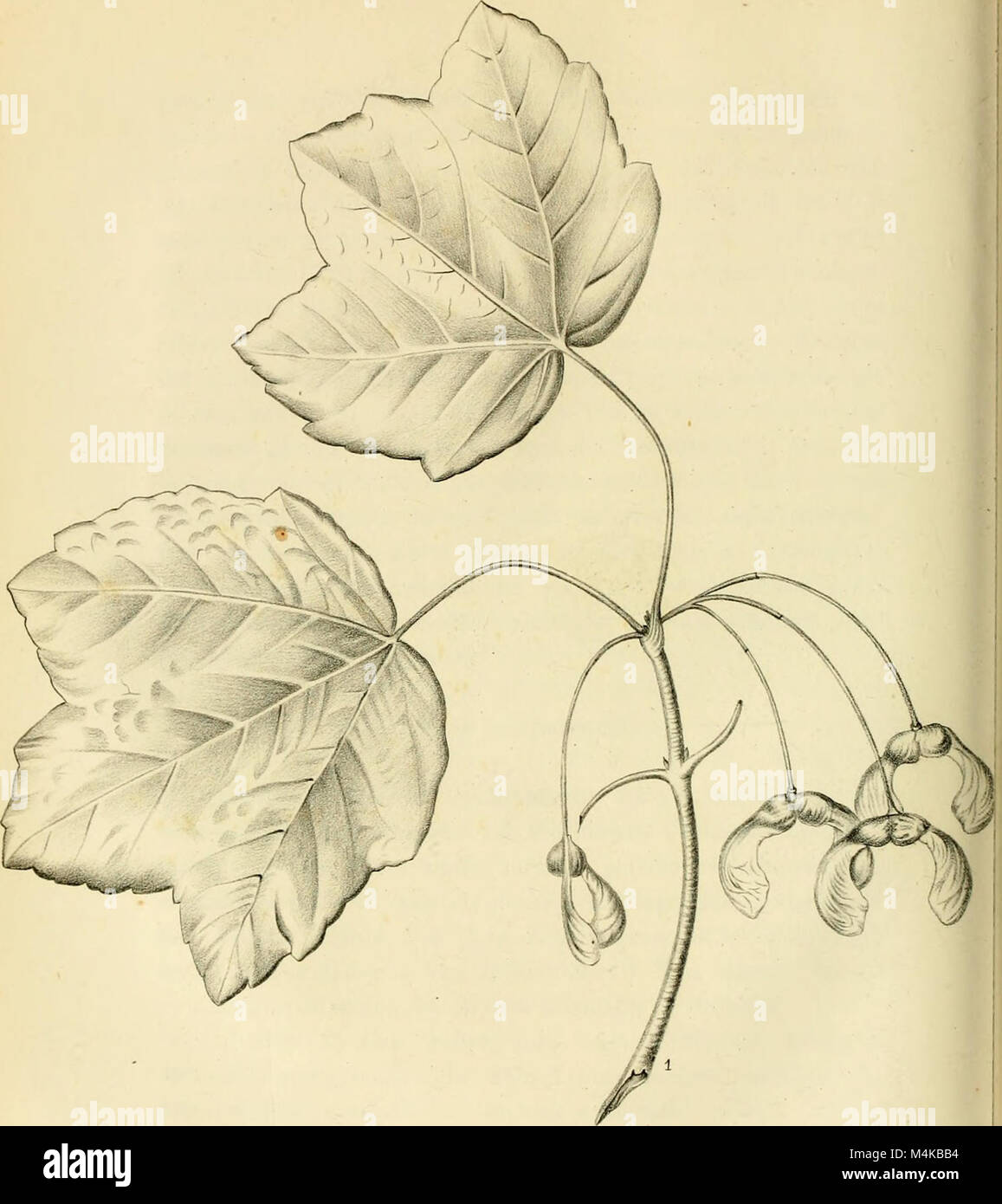Atti del Reale Istituto d'Incoraggiamento alle Regional Naturali di Napoli (1840 - 1847) (20349028865) Stockfoto