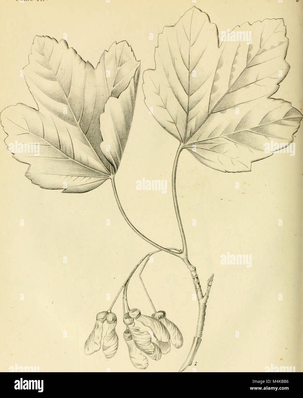 Atti del Reale Istituto d'Incoraggiamento alle Regional Naturali di Napoli (1840 - 1847) (20349031695) Stockfoto