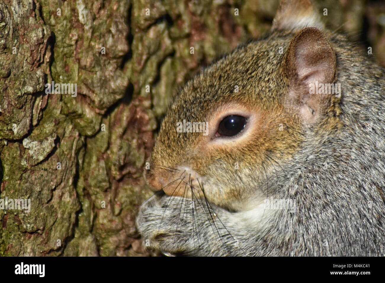 Graue Eichhörnchen (Sciurus carolinensis) Nahaufnahme von Eichhörnchen auf einem Baumstamm Stockfoto