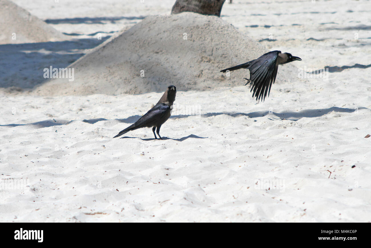 Zwei Haus Krähen am Strand, Corvus Splendens, Kiwengwa Strand, Sansibar, Tansania Stockfoto