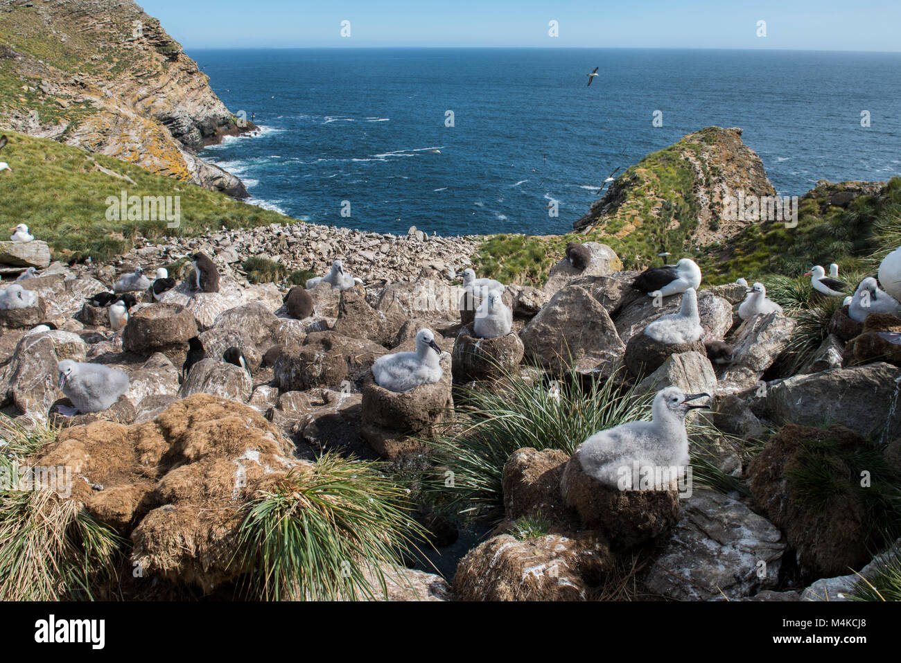 Falkland Inseln, West Point Island. Rockhopper penguin Eudyptes chrysocome (Wild:) und Schwarz der tiefsten Albatross (Wild: Thalassarche melanophris) Nester. Stockfoto