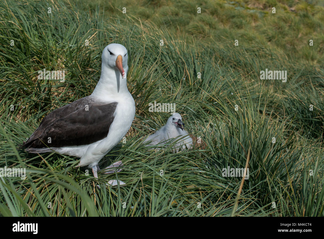 Falkland Inseln, West Point Island. Schwarz der tiefsten Albatross (Wild: Thalassarche melanophris) Kolonie. Albatross Küken in tussock Gras Lebensraum. Stockfoto