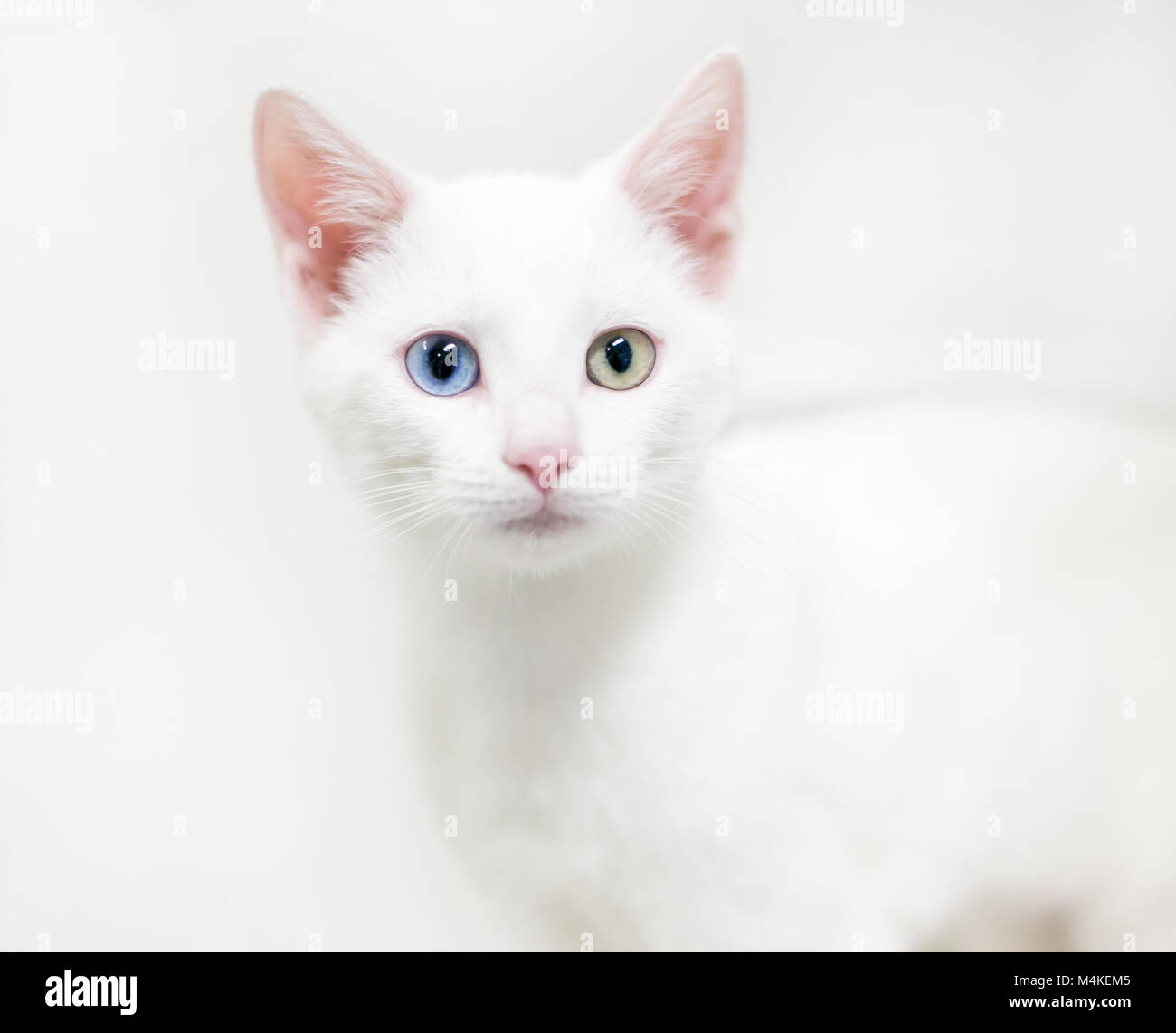 Eine weiße inländischen Kurzhaar Kätzchen mit Heterochromia, ein blaues Auge und ein gelbes Auge Stockfoto