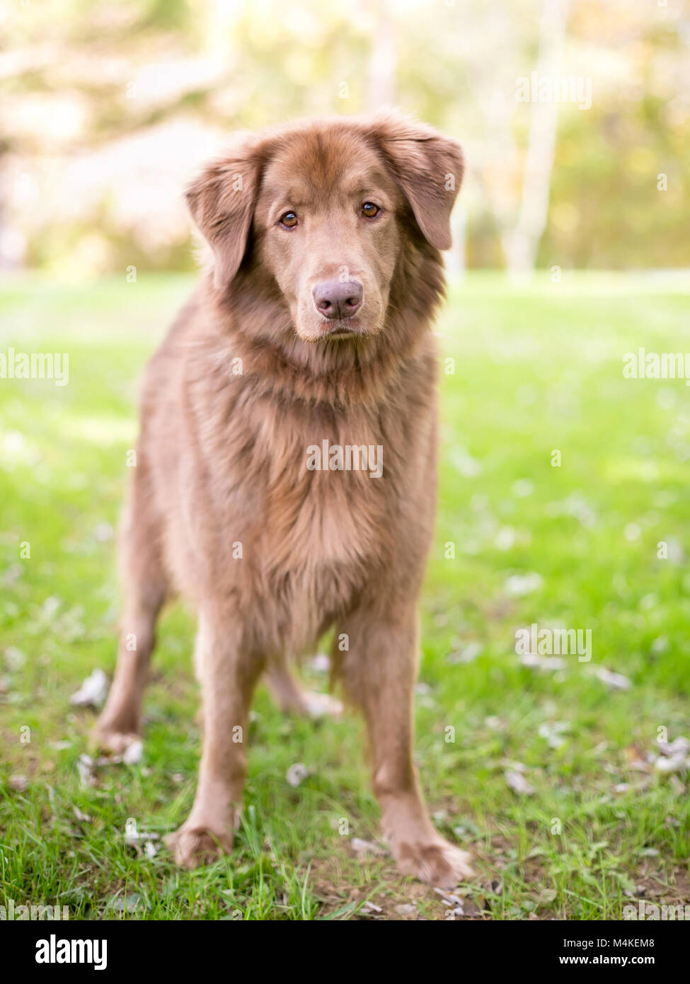 Porträt einer Retriever Mischling Hund im Freien Stockfoto
