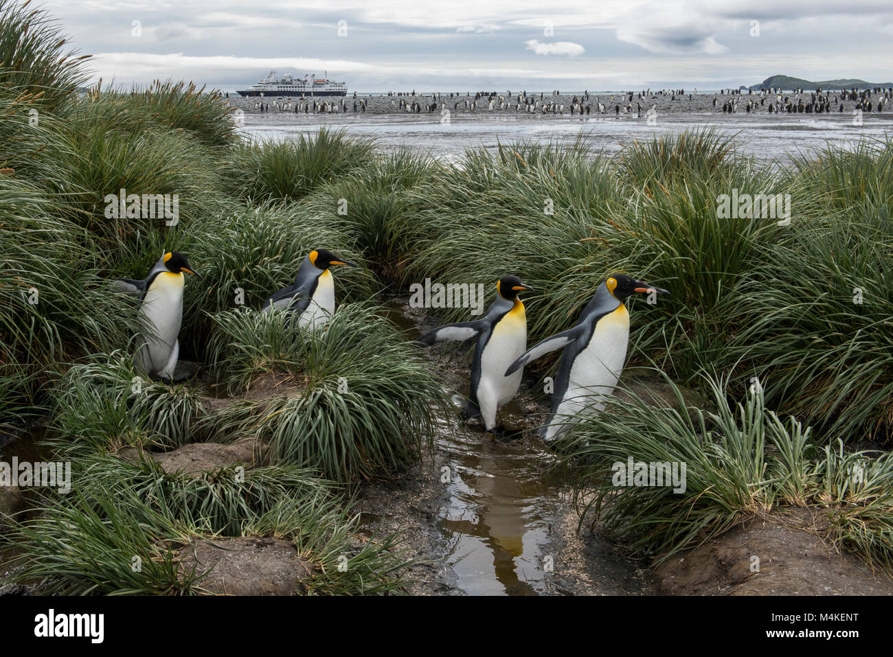 Südgeorgien, Salisbury Plain. Königspinguine in tussock Gras Lebensraum mit Silversea Expeditionsschiff, Silber Explorer, in der Ferne. Stockfoto