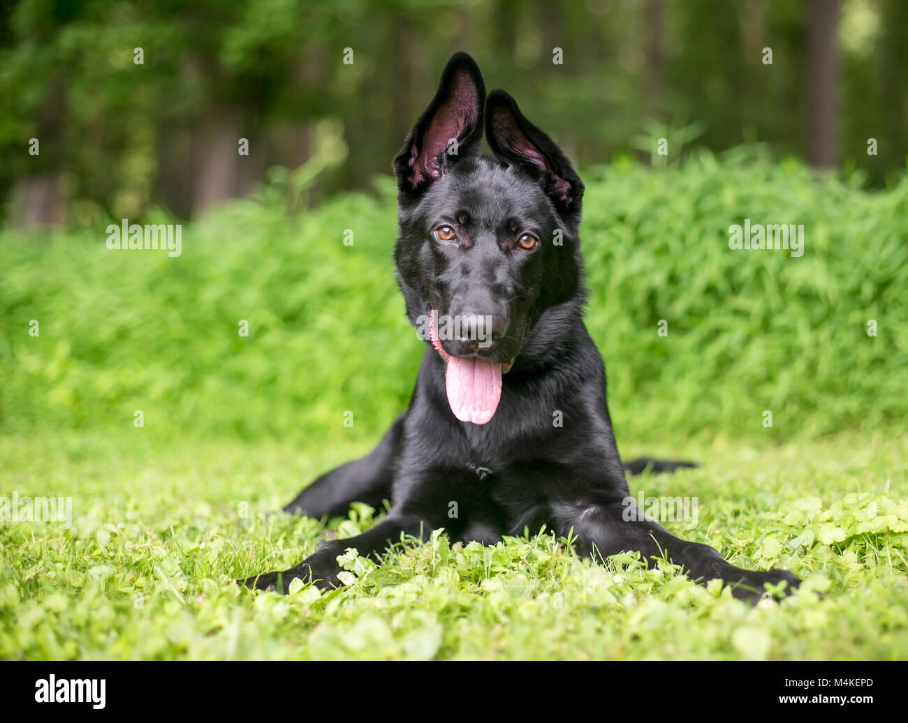 Porträt eines schwarzen Schäferhund Welpe mit schlappohren Stockfoto