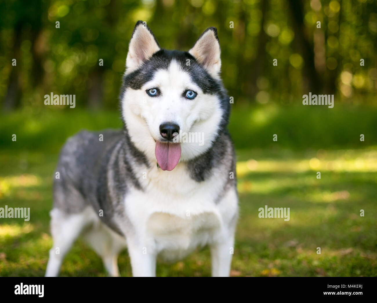 Ein Alaskan Husky Hund im Freien Stockfoto