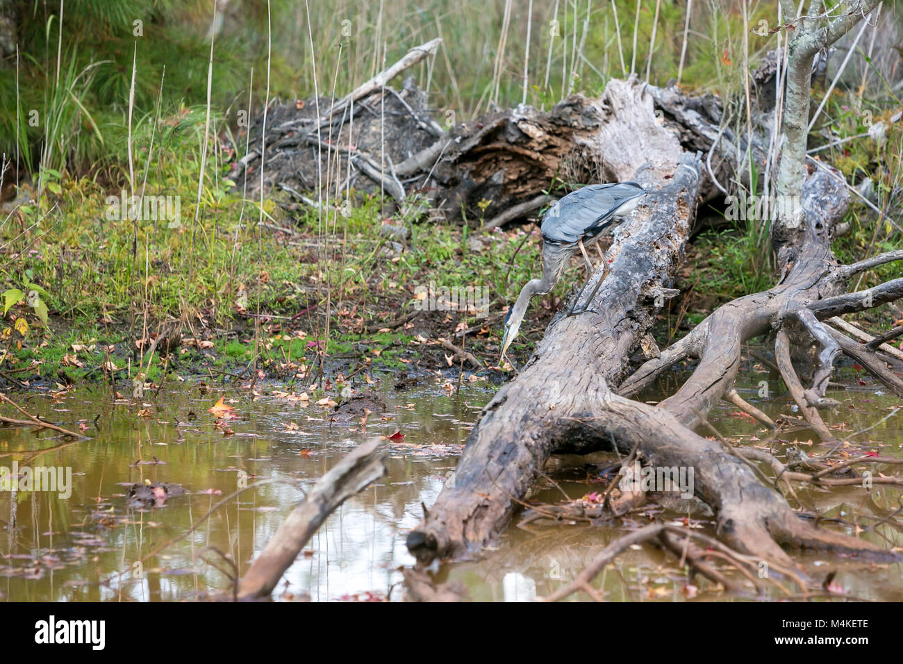 Ein Great Blue Heron (Ardea herodias) Angeln an Blackwater National Wildlife Refuge, Maryland Stockfoto