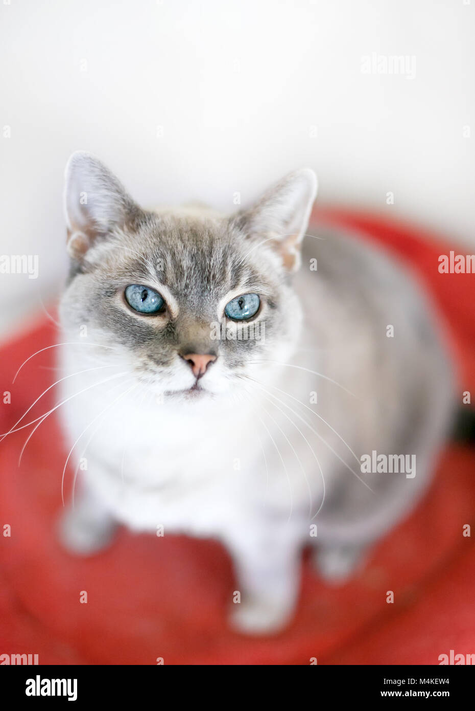 Eine Siam gemischte Rasse Katze mit blauen Augen Stockfoto