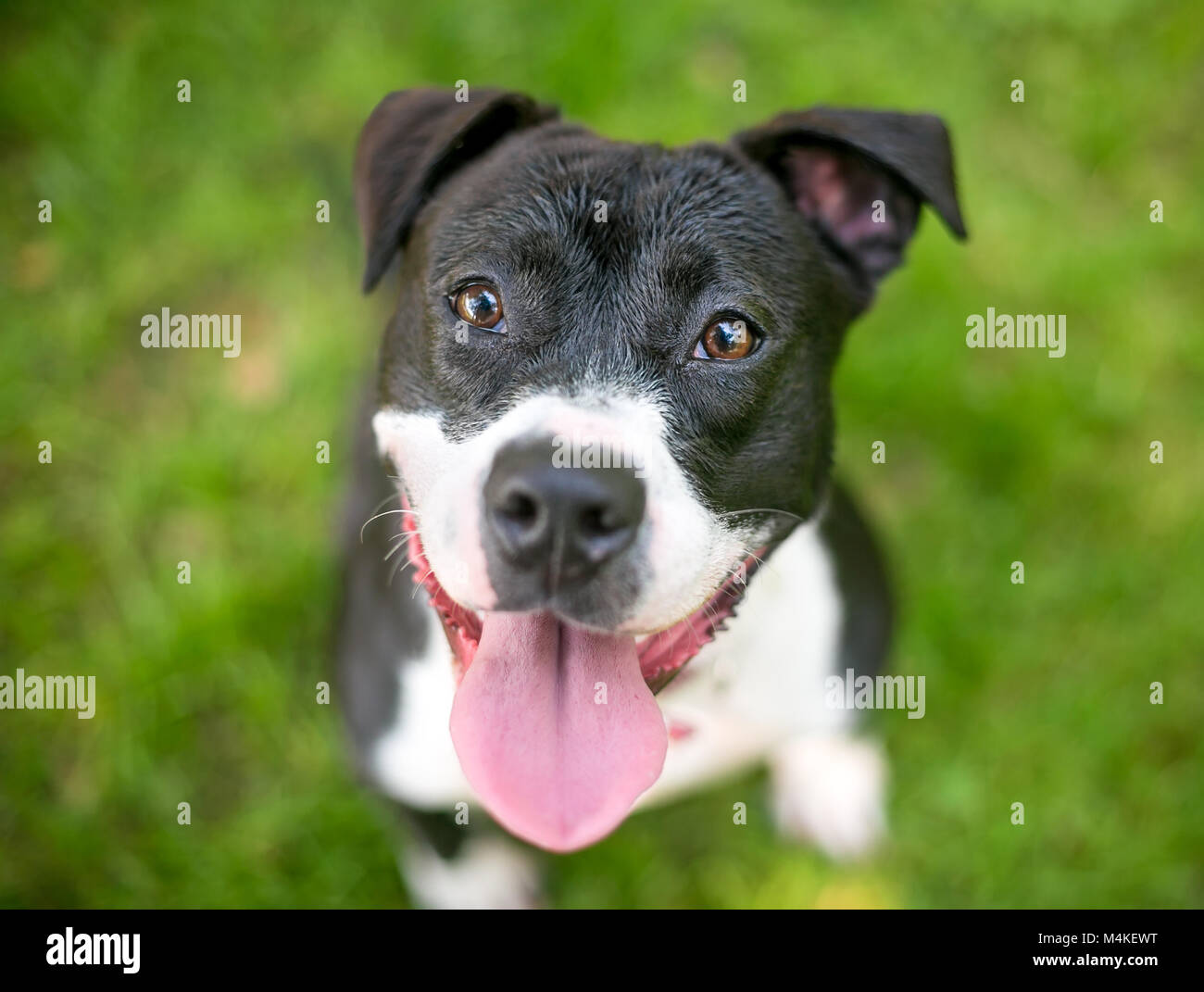 Portrait Of Happy schwarze und weiße Grube Stier Terrier Mischling Hund im Freien Stockfoto