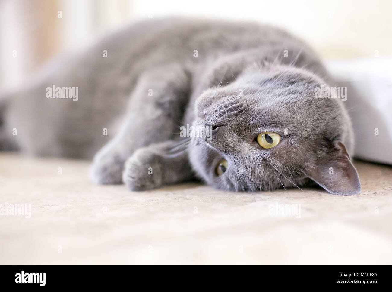 Ein graues inländischen Kurzhaar Katze auf dem Kopf liegend Stockfoto