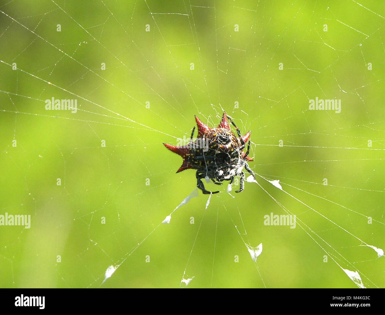 Crab Spider. Stockfoto