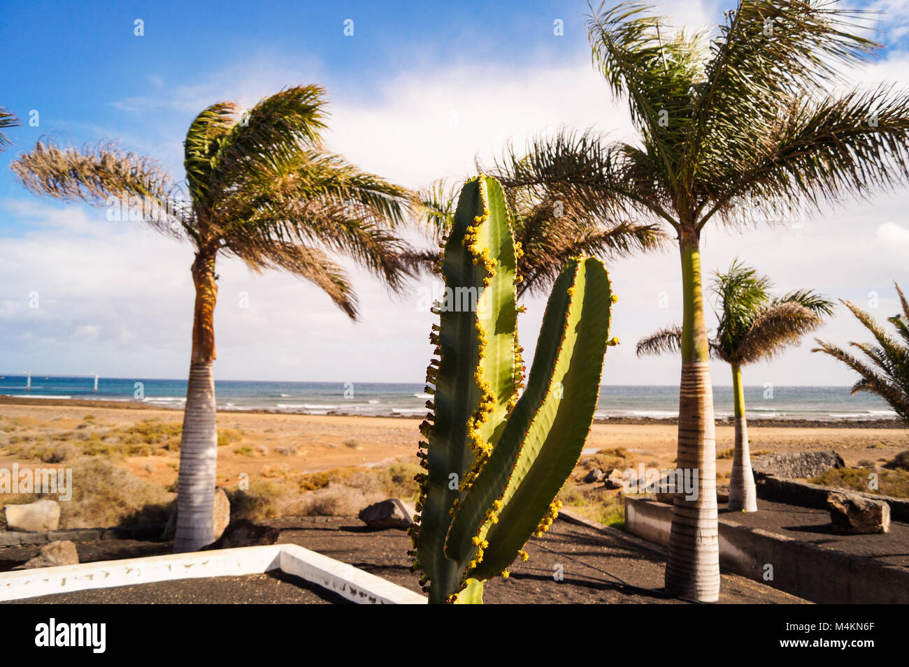 Palmen am Strand, Lanzarote Stockfoto