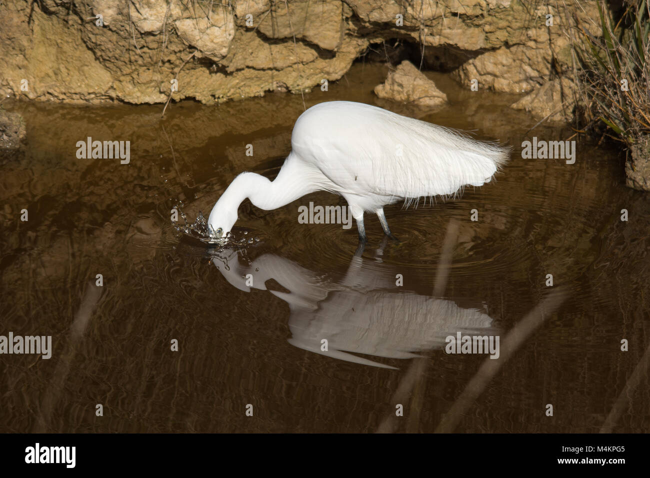 Seidenreiher (Egretta garzetta) Vogelarten, die in den Küstengebieten Deich am Farlington Sümpfe Naturschutzgebiet, Großbritannien Stockfoto