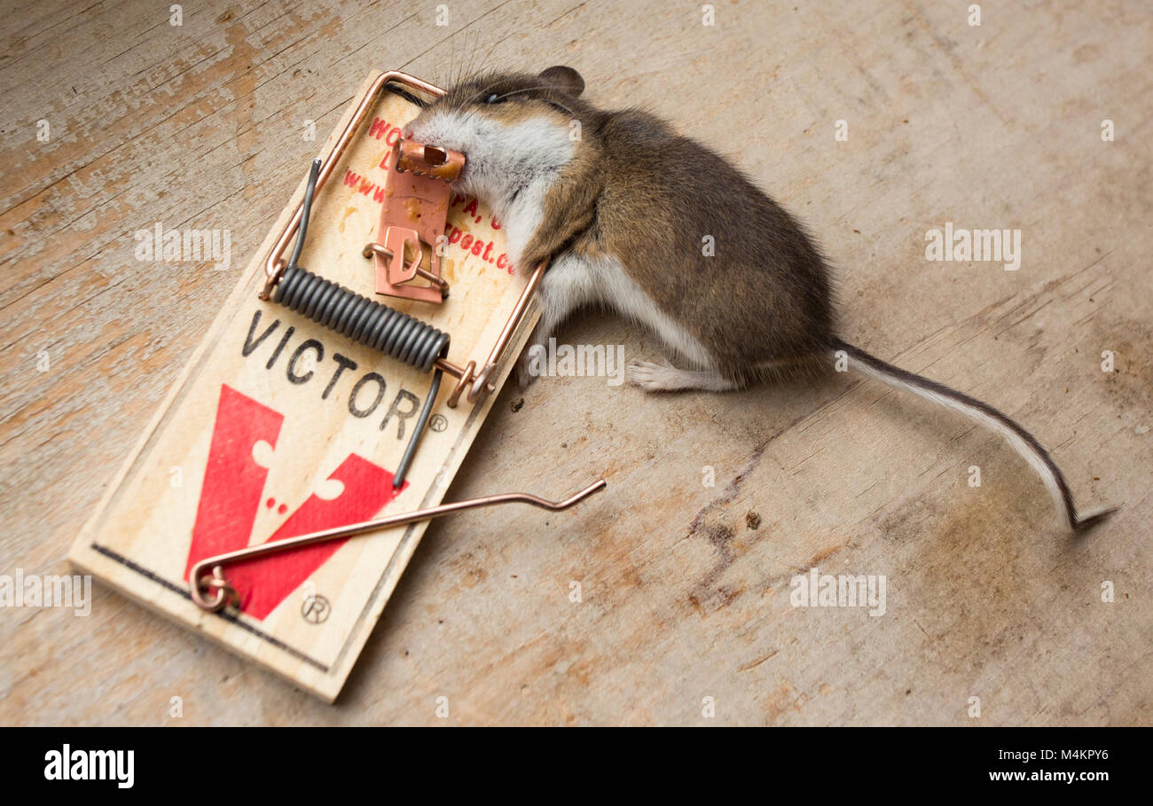 Eine tote Maus in einem Victor Mausefalle. Hausmaus Mus musculus domesticus Stockfoto